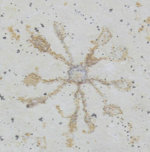 Floating Crinoid (Saccocoma) - Solnhofen Limestone #22455